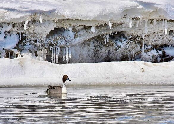 Northern pintail on Seedskadee NWR (32371242674).jpg by Tom Koerner/USFWS is available through Public Domain